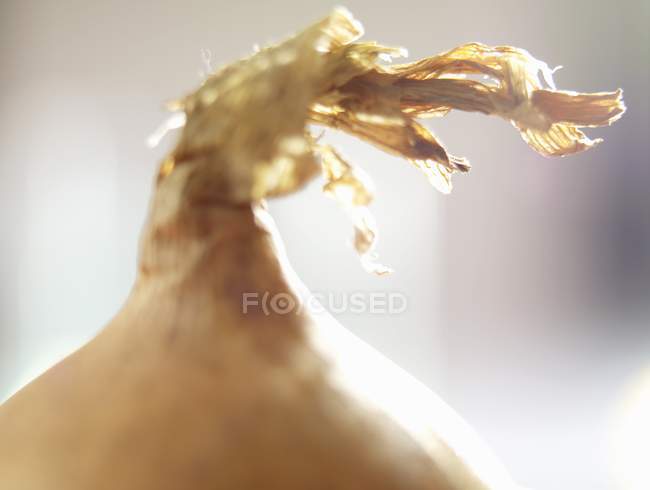 Cipolla integrale marrone — Foto stock