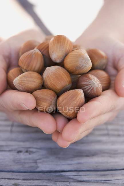 Hands holding hazelnuts — Stock Photo