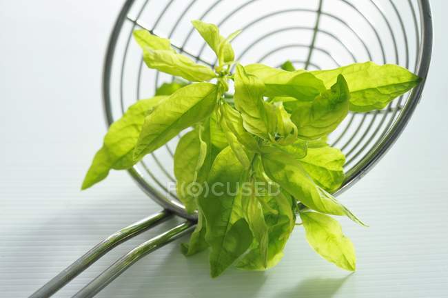 Katuk - also known as Sweet leaf, Sauropus androgynus on wire rack — Stock Photo