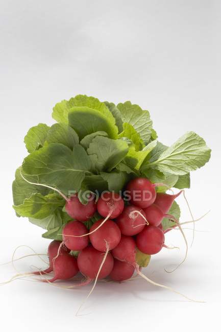 Bunch of fresh picked radishes — Stock Photo