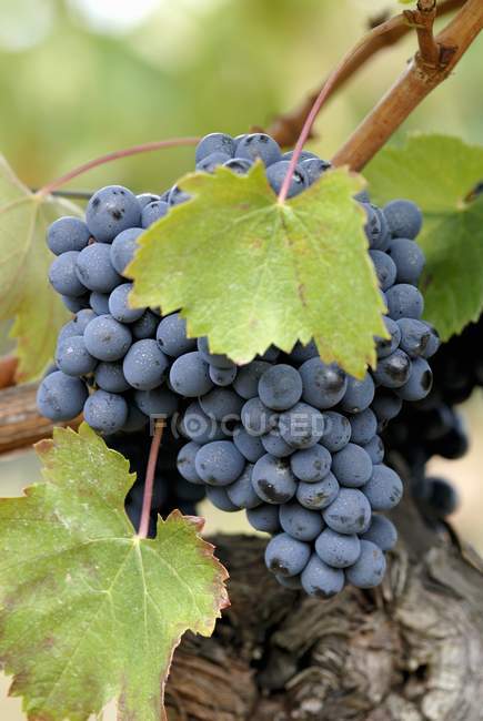 Uvas que crescem na planta — Fotografia de Stock