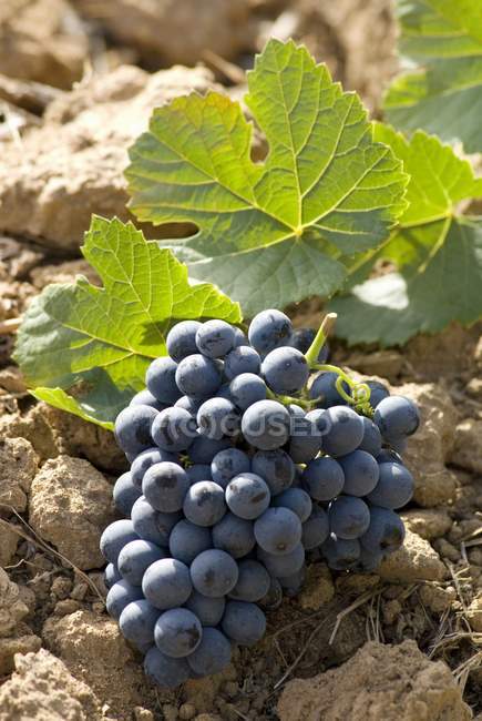 Bunch of Touriga Francesa grapes — Stock Photo