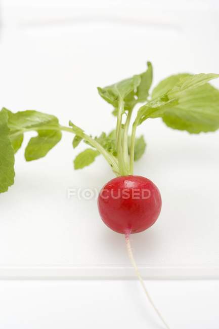 Fresh picked radish — Stock Photo