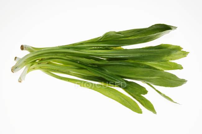 Culantro Thai parsley — Stock Photo