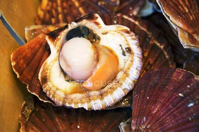 Closeup view of opened scallop on shell — Stock Photo