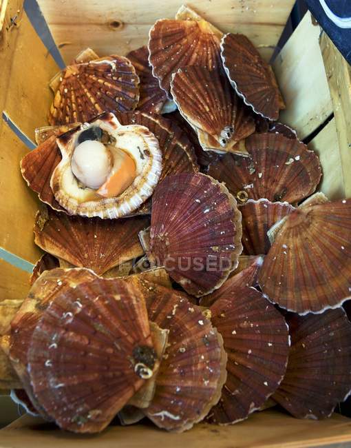 Elevated view of fresh scallops in crate — Stock Photo