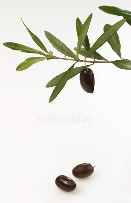 Twig with black olives — Stock Photo