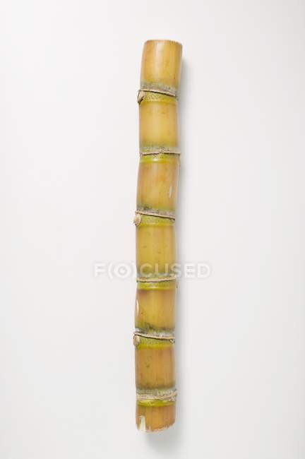 Closeup view of one sugar cane on white surface — Stock Photo