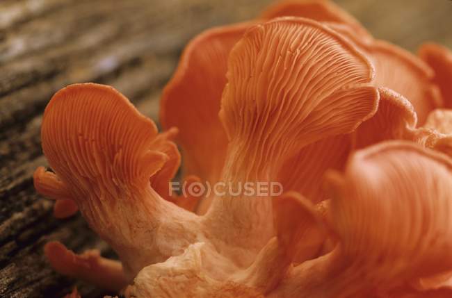 Розовые устричные грибы — стоковое фото