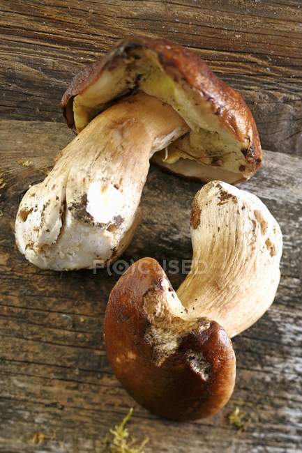 Dois cogumelos porcini frescos — Fotografia de Stock