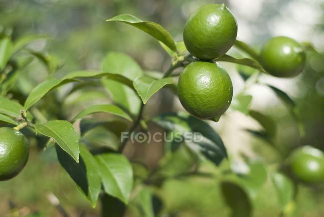 Limes mûrs sur l'arbre — Photo de stock