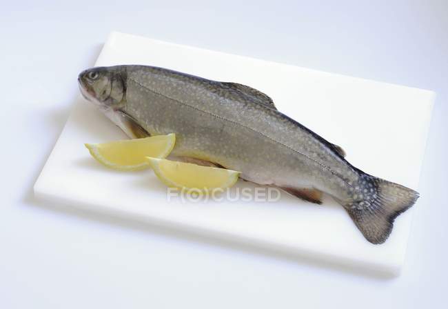 Fresh brown charr fish — Stock Photo