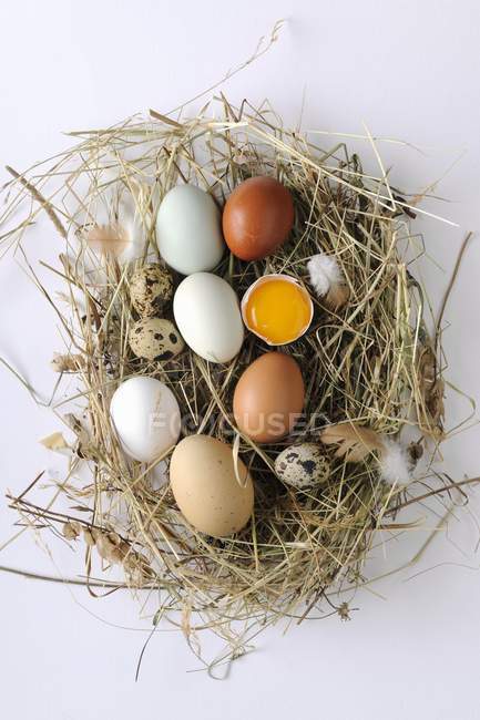 Différents types d'œufs — Photo de stock