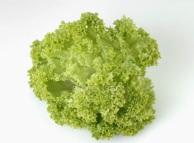 Lollo Biondo lettuce — Stock Photo
