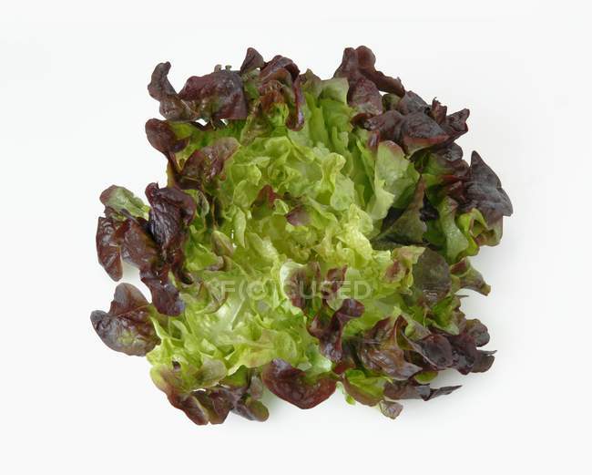 Дубового листя салату — стокове фото