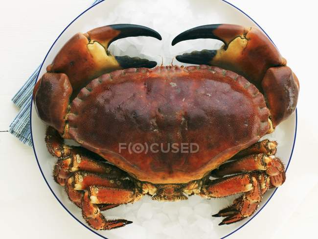 Closeup top view of crab on crushed ice and round plate — Stock Photo