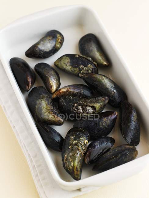 Fresh mussels in dish — Stock Photo