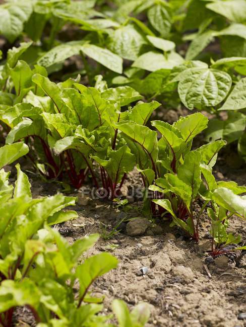 Beterraba crescendo em uma cama de legumes ao ar livre — Fotografia de Stock