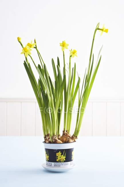 Jaune coloré Narcissi en pot de fleurs sur surface blanche — Photo de stock