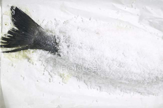 Achigan cru dans le revêtement de sel — Photo de stock