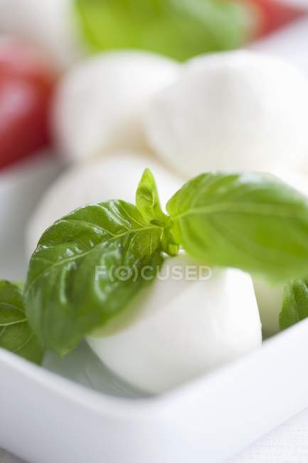 Mozzarella balls and basil leaves — Stock Photo