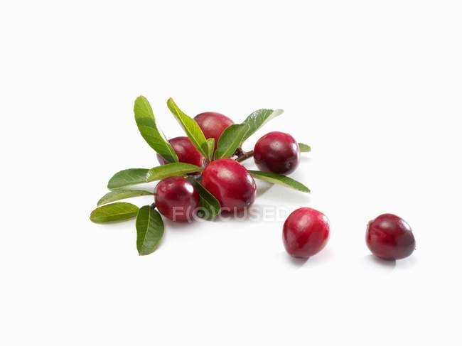 Fresh cranberries with leaves — Stock Photo
