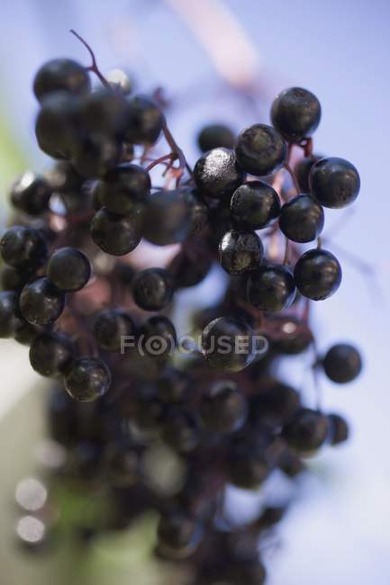 Bunch of fresh elderberries — Stock Photo