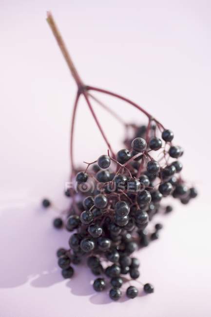 Branch of fresh Elderberries — Stock Photo