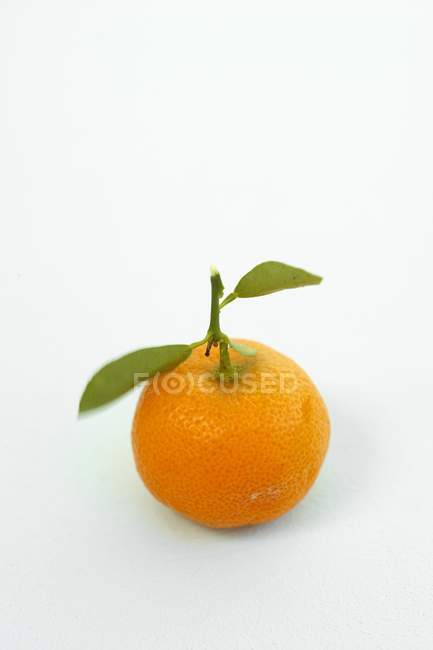 Naranja ornamental con hojas - foto de stock