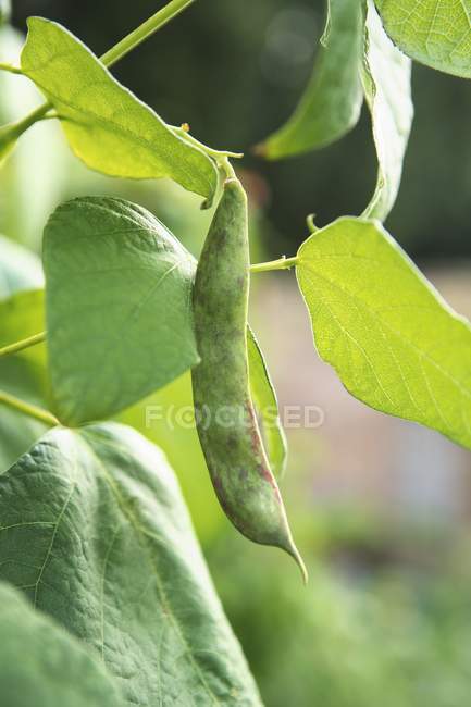 Зелена квасоля на рослині на відкритому повітрі вдень — стокове фото