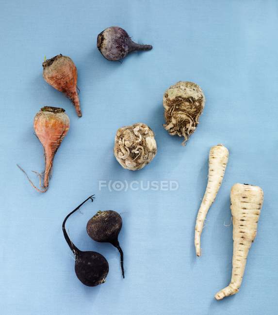 Natura morta vegetale di radice sulla superficie blu — Foto stock