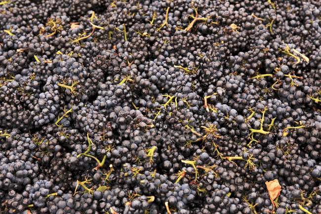 Frisch gepflückte schwarze Trauben — Stockfoto