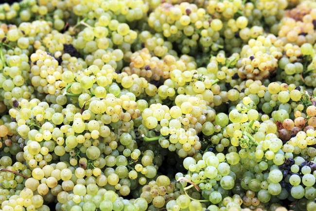 Свіжий підібраний зелений виноград — стокове фото