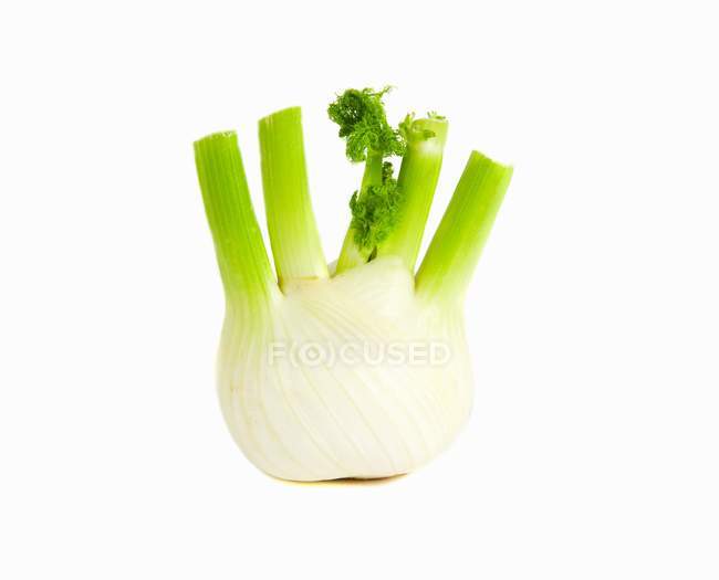 Зеленая луковица фенхеля — стоковое фото