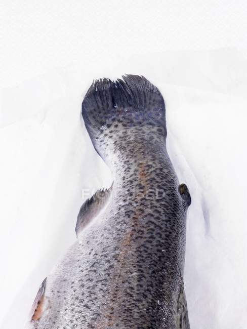 Cola de salmón crudo sin cocer - foto de stock