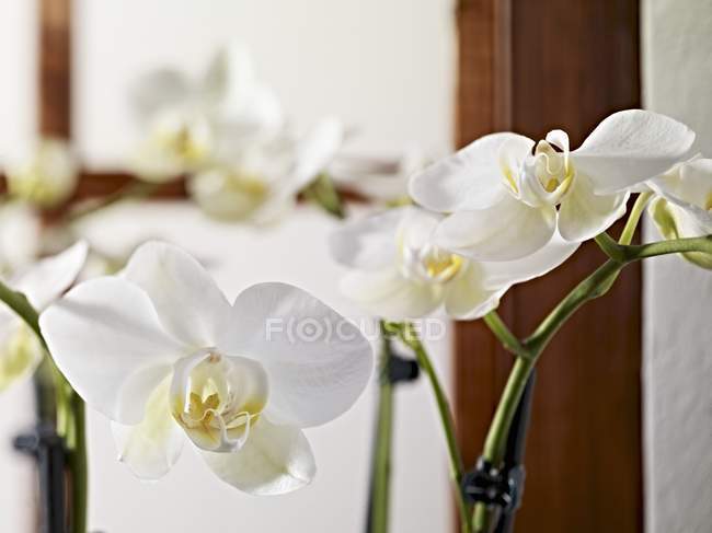 Крупный план белых орхидей на стеблях — стоковое фото