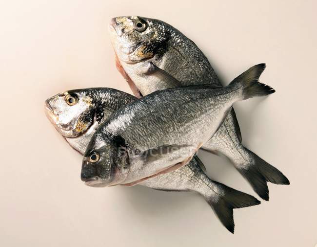 Three fresh sea bass — Stock Photo