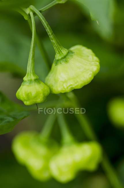 Scotch Motorhaube Chilis auf der Pflanze mit grünem unscharfen Hintergrund — Stockfoto