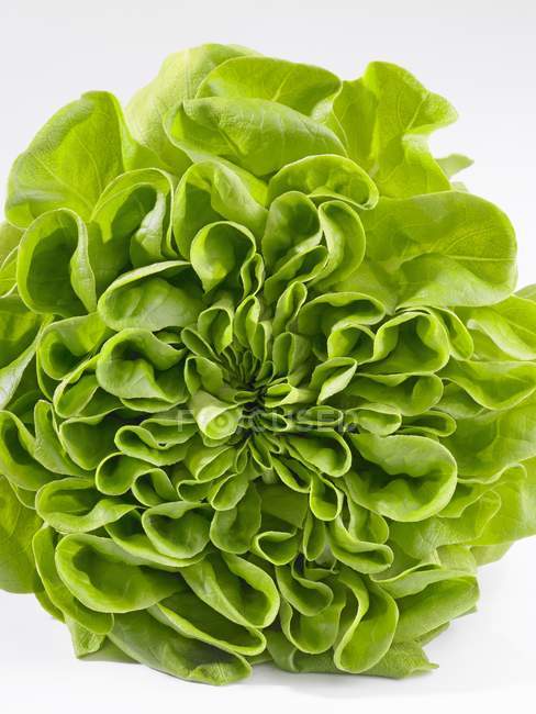 Fresh green Lettuce — Stock Photo