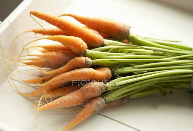 Bouquet de bébés carottes biologiques — Photo de stock