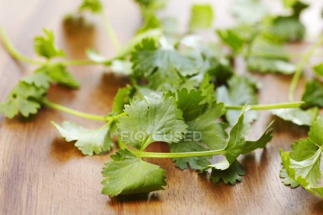 Tallos de cilantro fresco - foto de stock