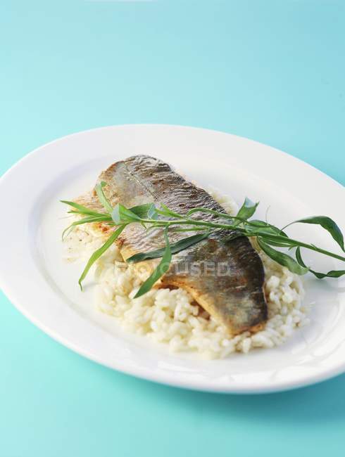 Fillet of brook charr — Stock Photo