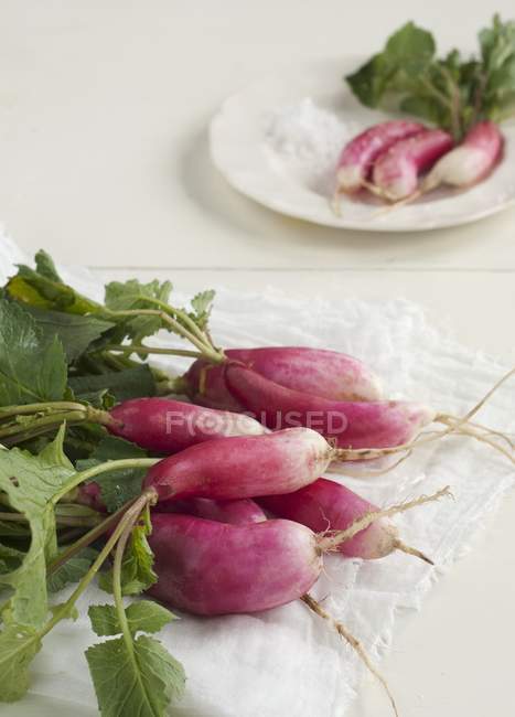 French breakfast radishes — Stock Photo