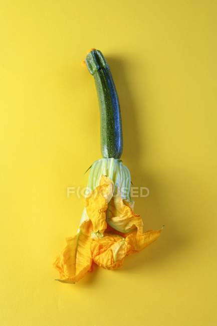 Frische Zucchini-Blüte — Stockfoto