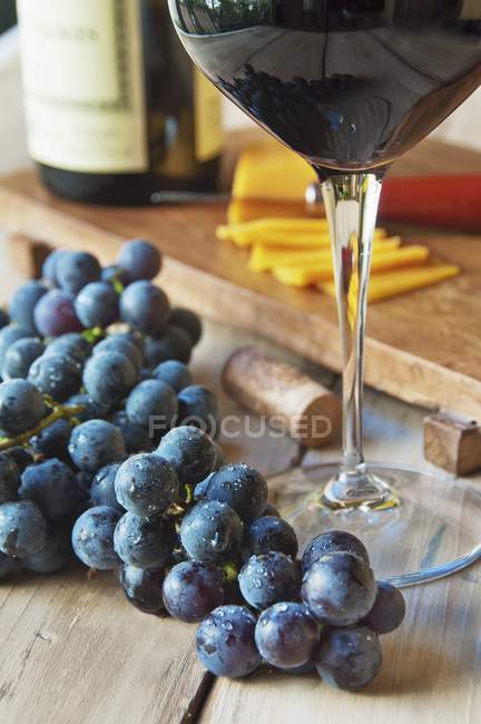Fresh Concord Grapes — Stock Photo