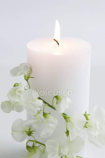 Крупный план горящей белой свечи со сладким горохом — стоковое фото