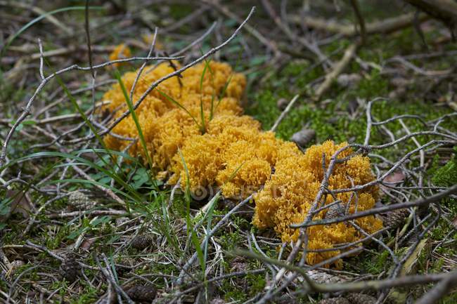 Daytime view of Cauliflower mushrooms on the forest floor — Stock Photo