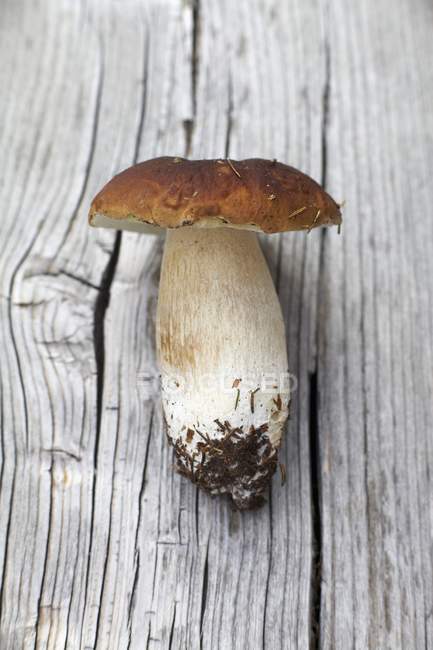 A one fresh porcini mushroom on a wooden surface — Stock Photo