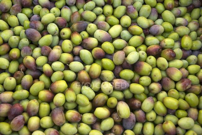 Grüne frische Oliven — Stockfoto