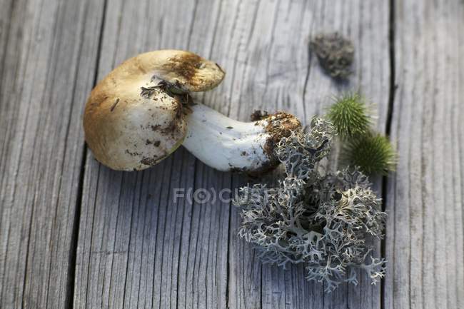 Closeup view of a fresh Porcini mushroom and moss on a wooden surface — Stock Photo